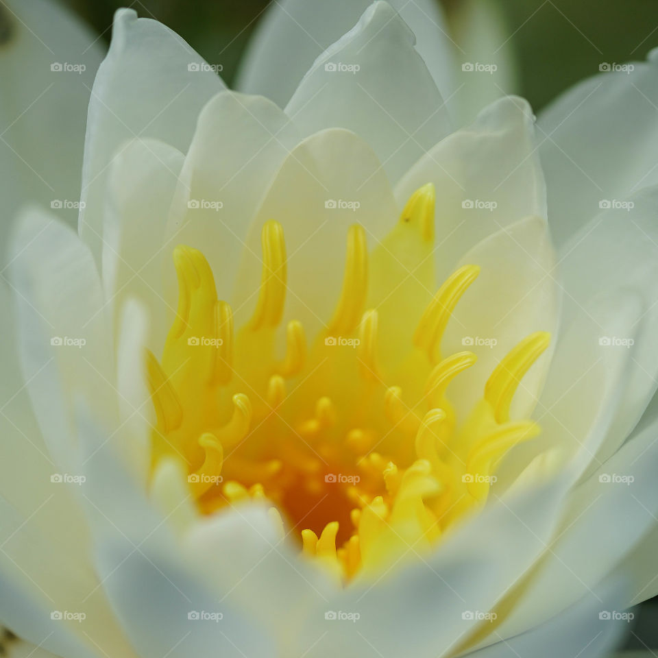 White and Yellow Beauty 
