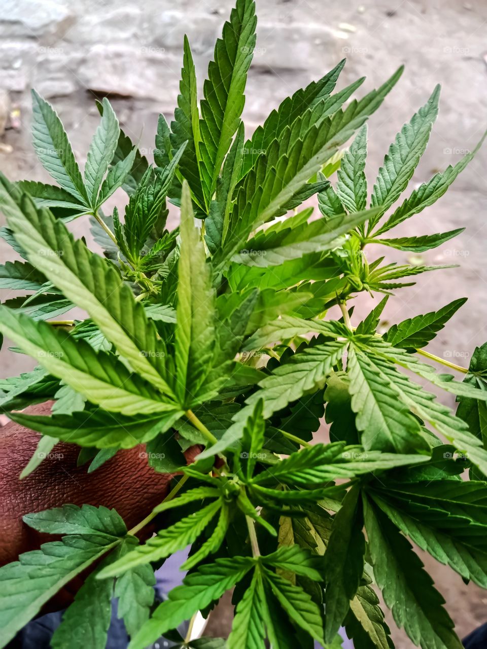 Beautiful cannabis sativa leaf awesome image india