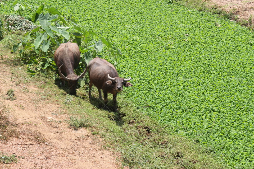 Water Buffaloes in SE Asia