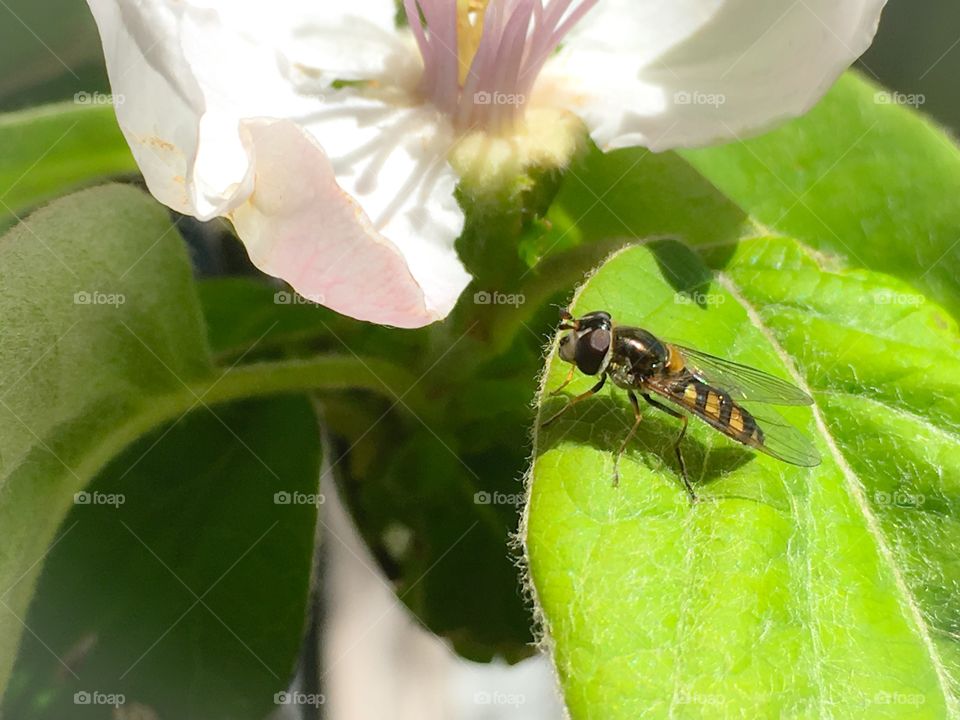 Bee resting on bright green leaf