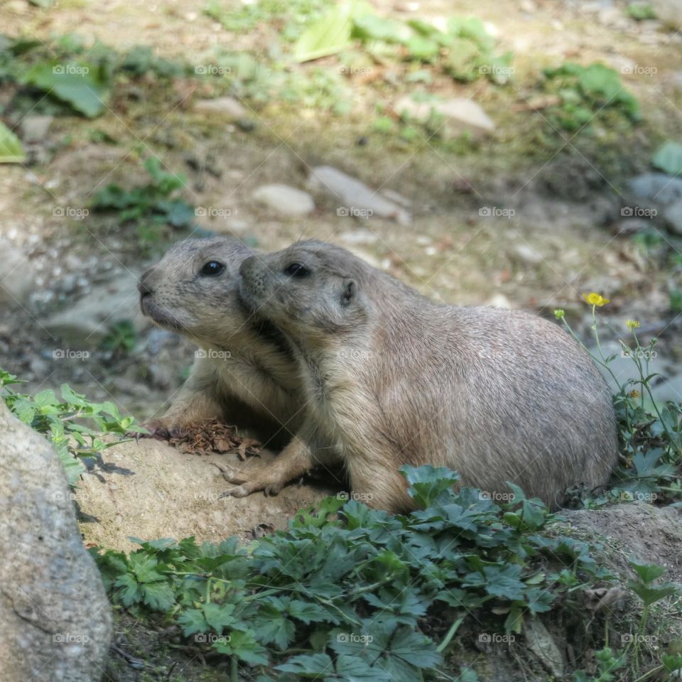 Two cute prairie dogs