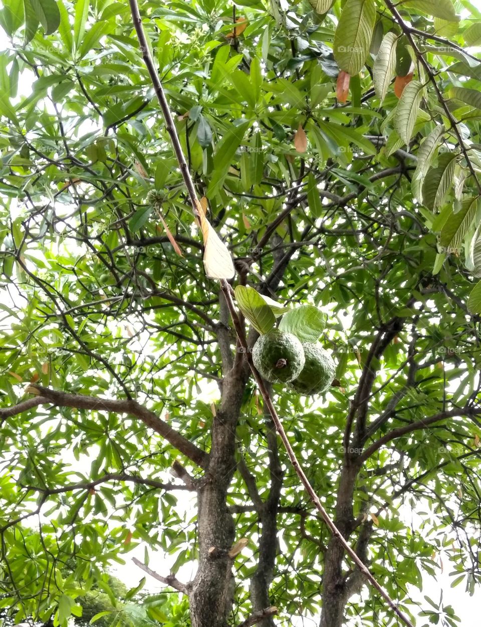 Guava fruit on the tree