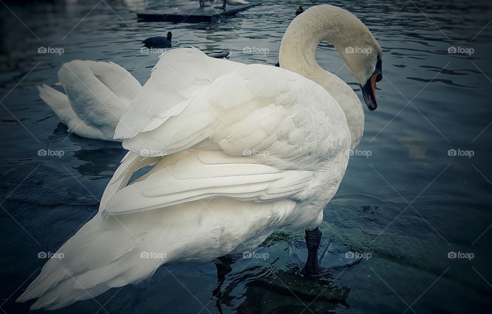 swan