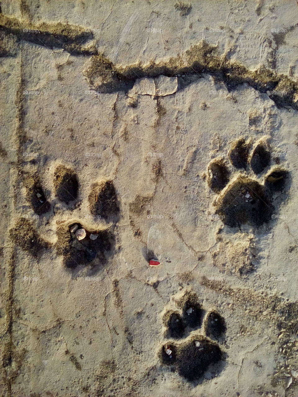 Dog Paw Prints in Concrete