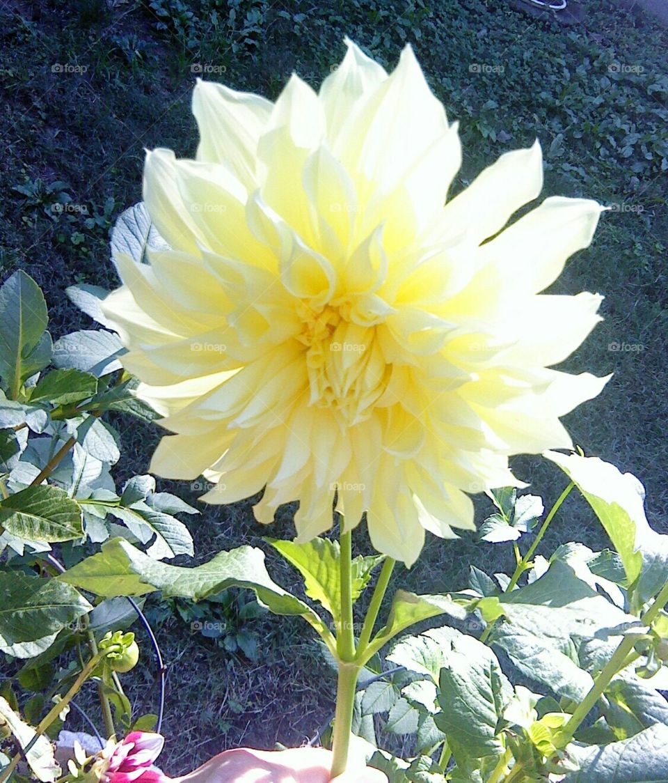 Yellow Dallia. my flower