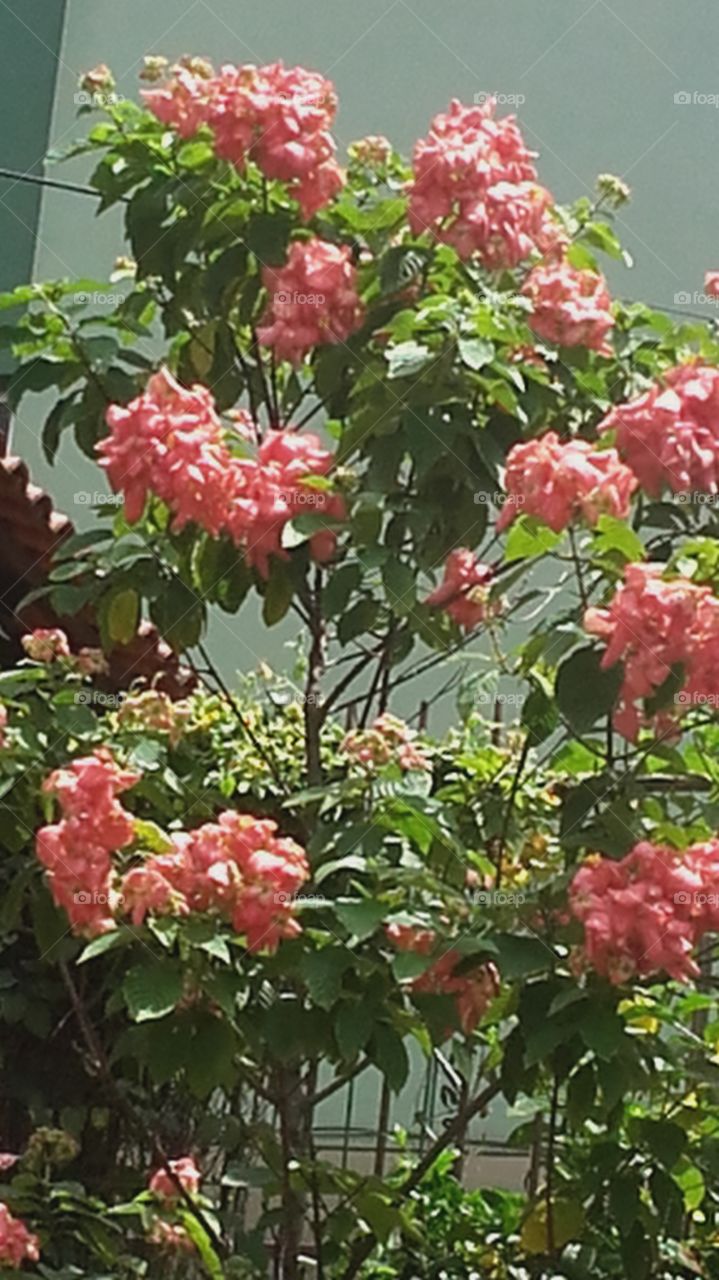 planta  com flor de cor Rosa  flora brasileira