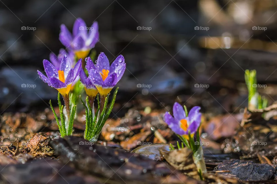 blue flowers