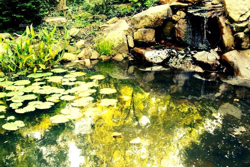 Pond