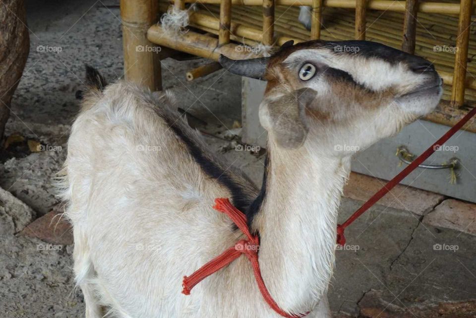 This goat is very cute, not stubborn.