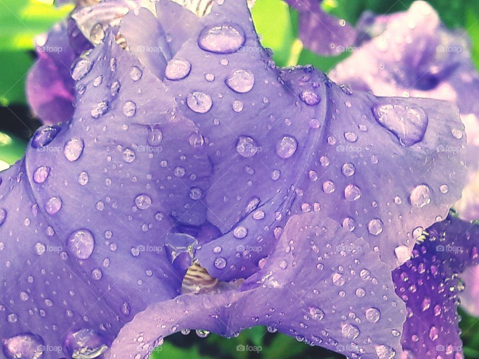 summer bright nature wild city town day outdoor out air fresh greens plants flowers beauty nice shot stunning amazing pics photoes lovely purple violet