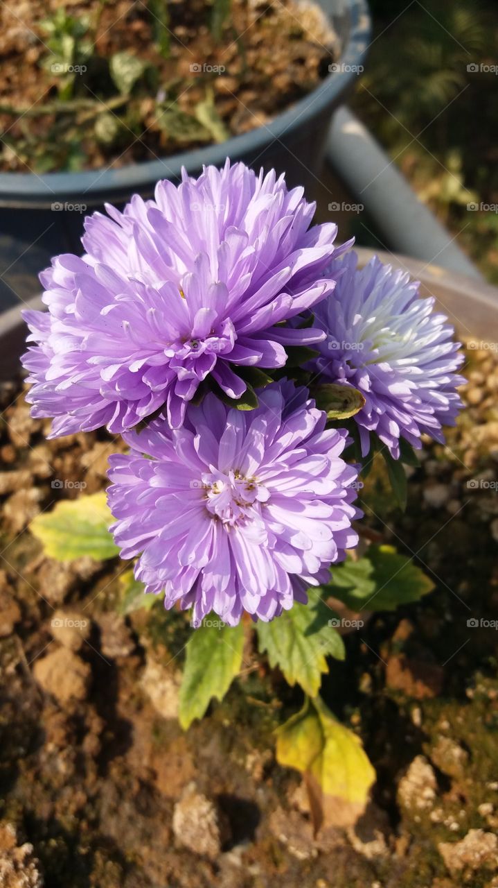 purple daliya