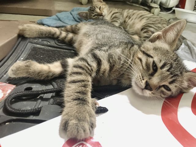Puppies cats fall asleep