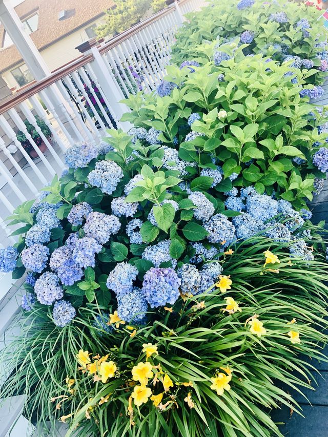 Summer with flower🎊