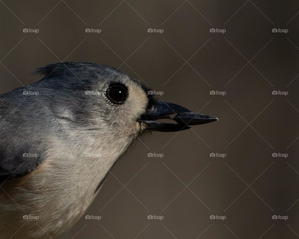 Tufted Titmouse points the way