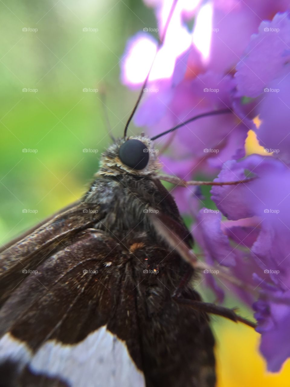 Butterfly closeup