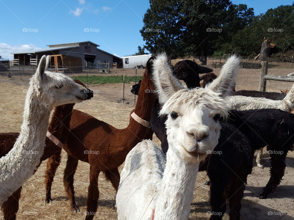 Alpacas standing on field