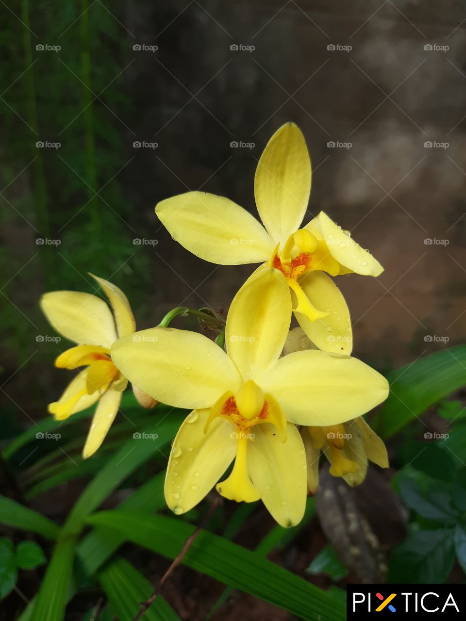 yellow colour ground orchid