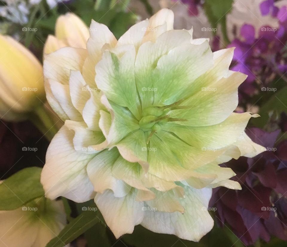 Beautiful double white hellebore in bloom in the spring.