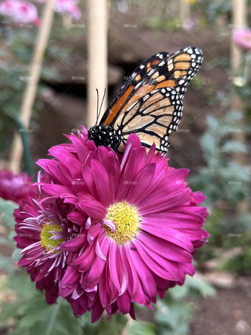 Butterfly on a flower 