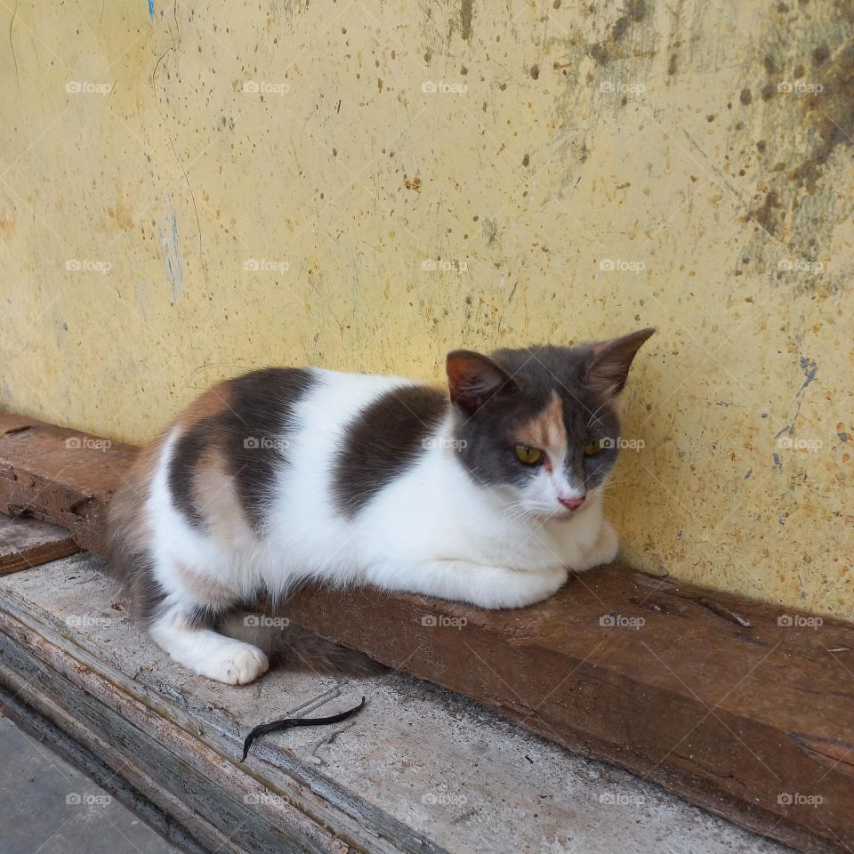 Cute cat sitting on a wooden block