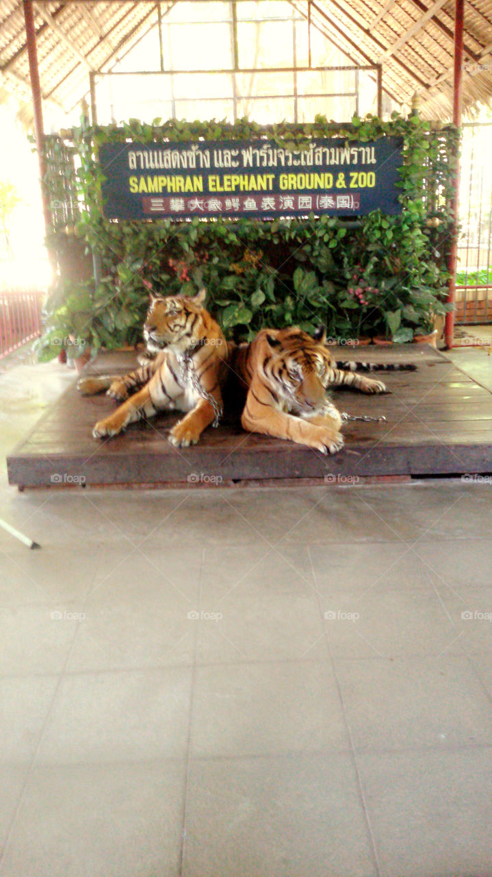 Animals in Zoo. They are tigers in Zoo 
