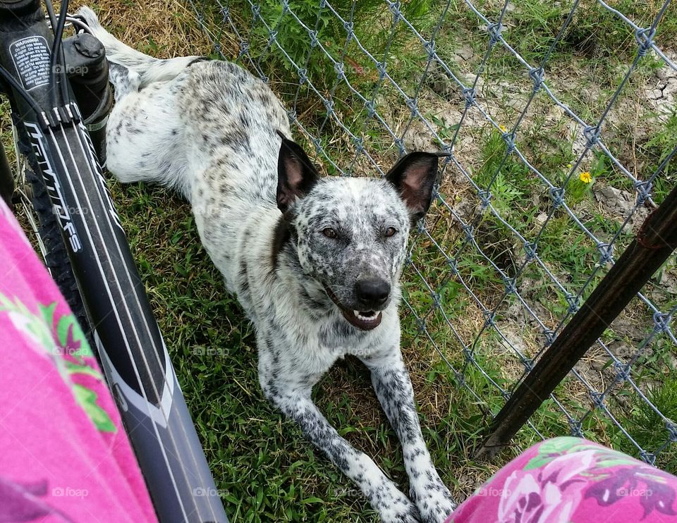 blue healer dog smiling