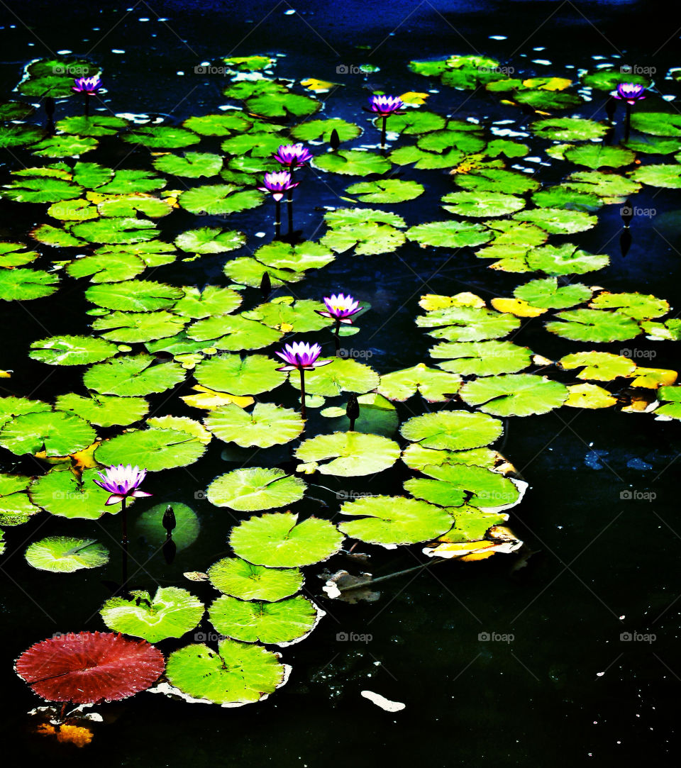 Water Lily Pond