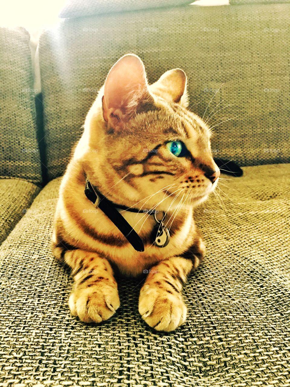 Bengal cat