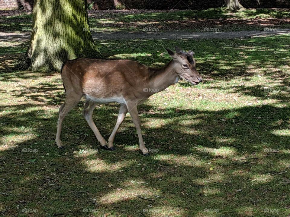 Close up of deer under tree shade