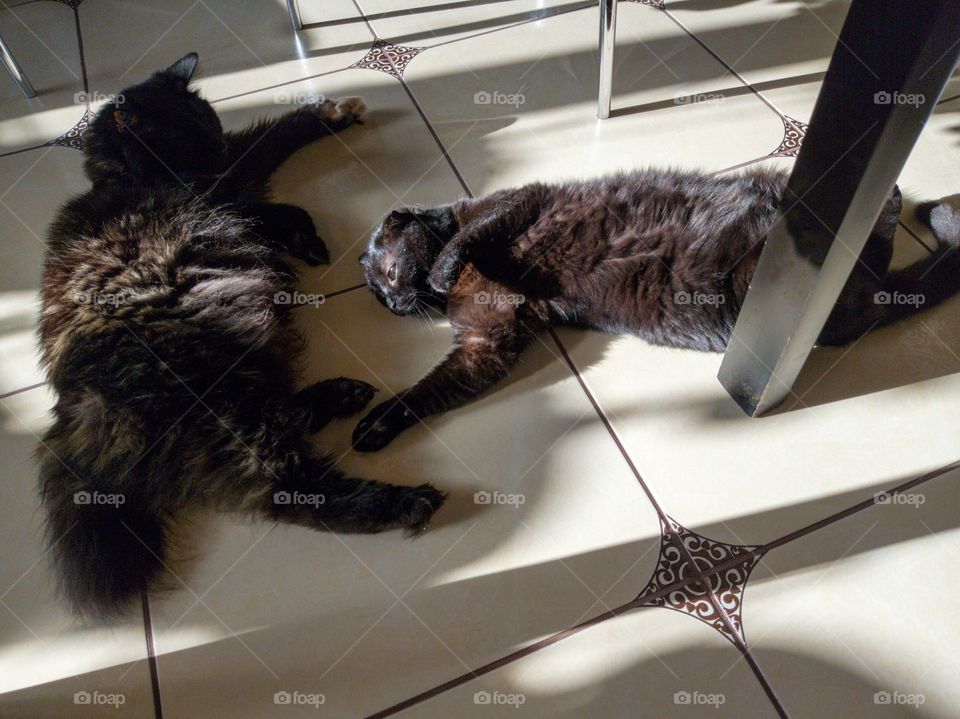 Kitties are resting, basking in the rays of the sun shining through the window.