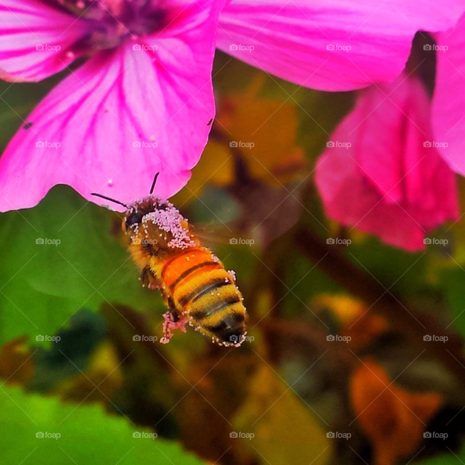 Pink Pollinator