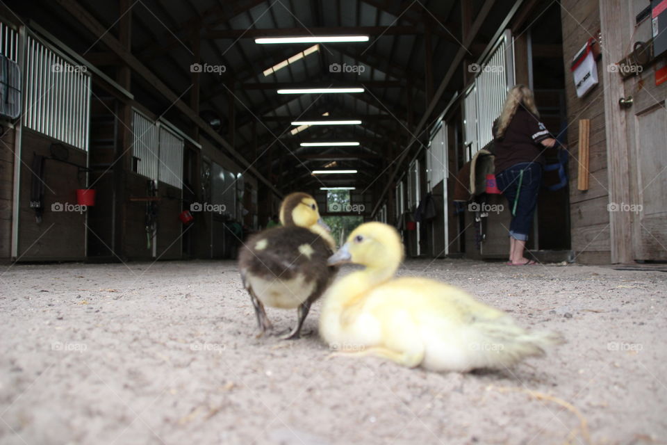 Ducks in the barn