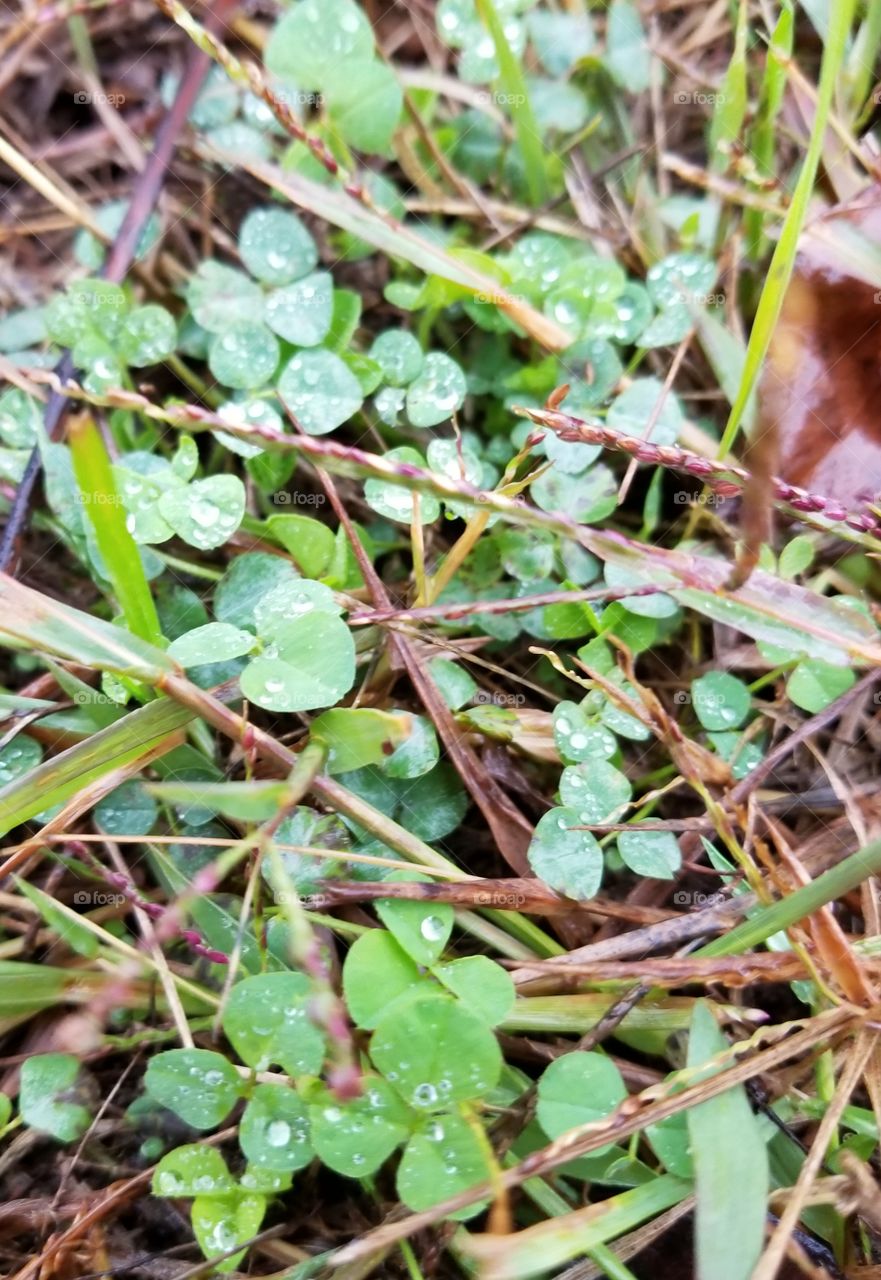 A Beautiful Rainy Autumn Day To Capture Raindrops.