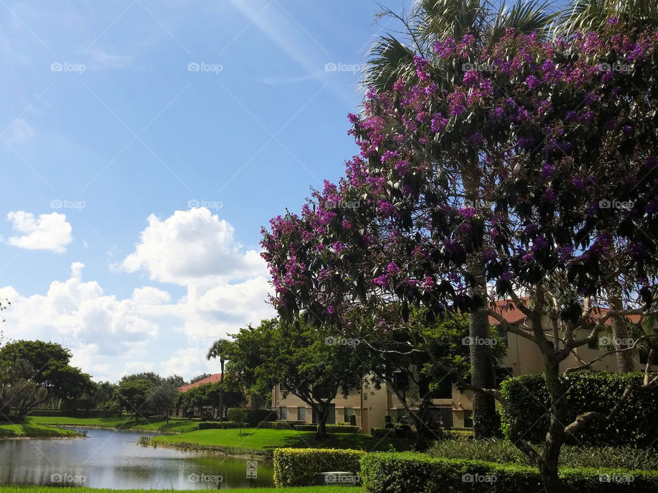 Beauty in the Suburbs. Beautiful view of puffy white clouds in blue sky over man made lake in suburban South Florida