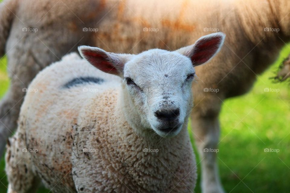 Portrait of standing lamb