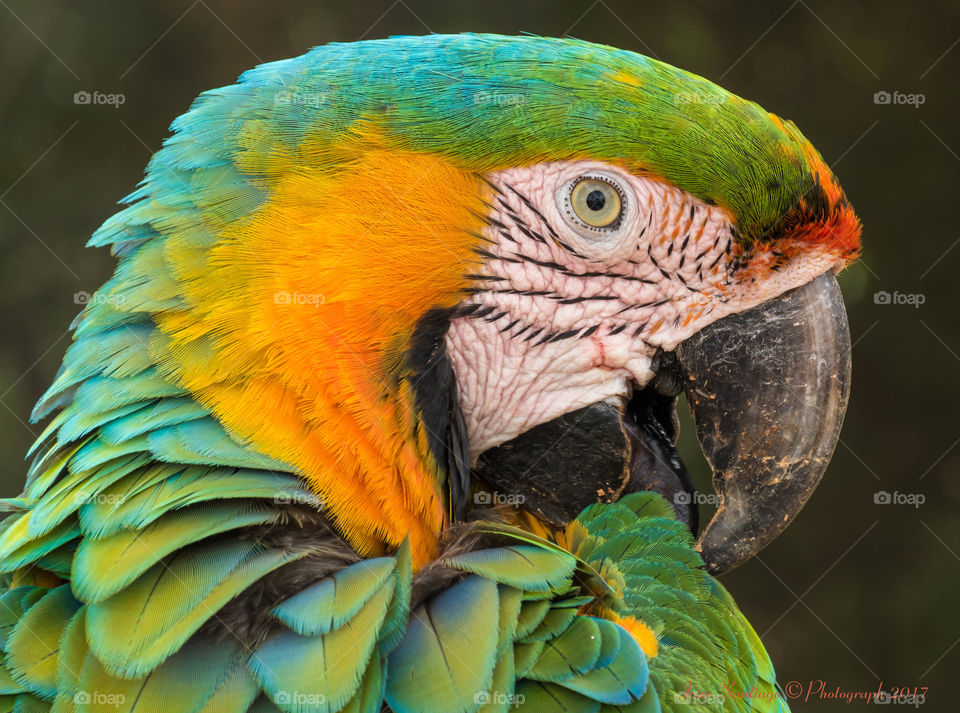 Close-up of macaw parrot