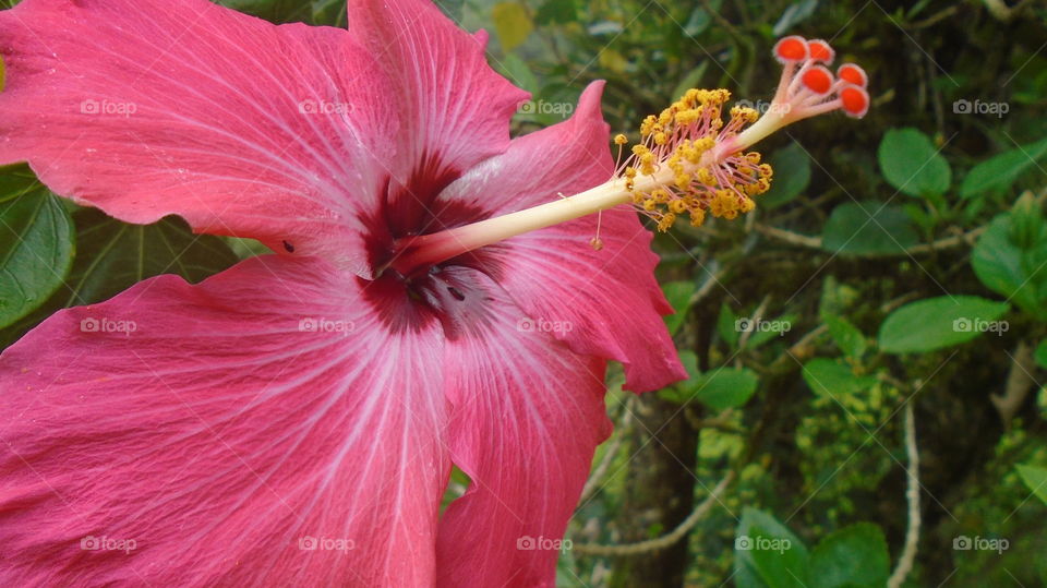 NATURE, ENVIRONMENT, FLOWER, PLANT, HIBISCUS.
