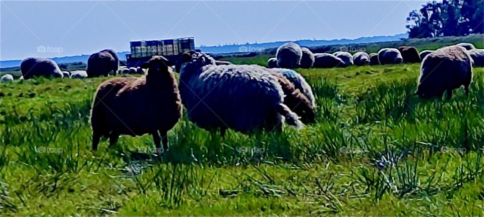 These sheep are grazing on a lush green meadow on the island “Hiddensee” in the “Baltic Sea” in “Western Pomerania”, Germany. In the hot summer weather they can’t wait to be sheared and be freed of their heavy coats. 2024. Hypnotic Productions