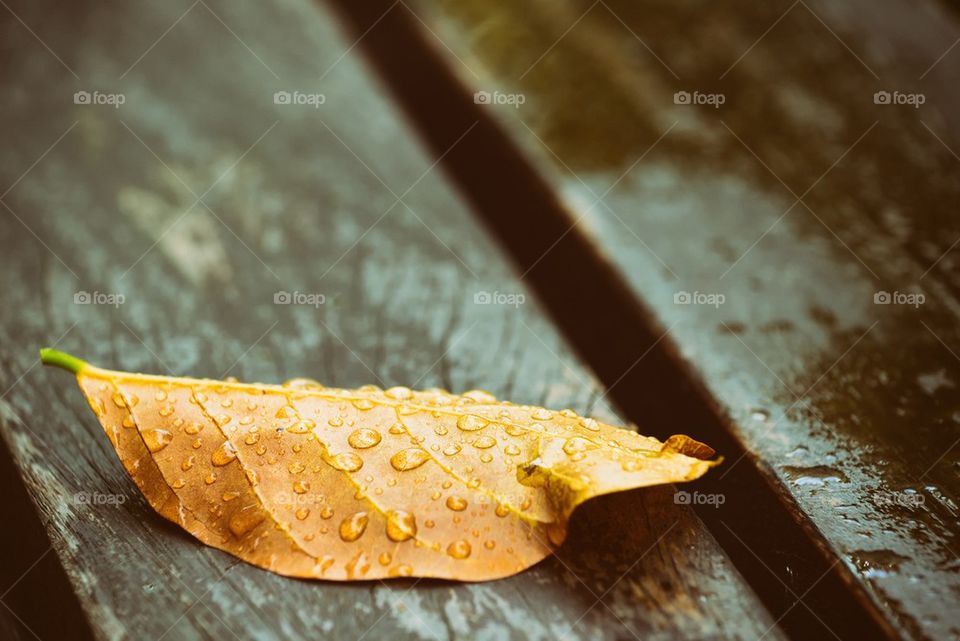 Wet leaf on a banch