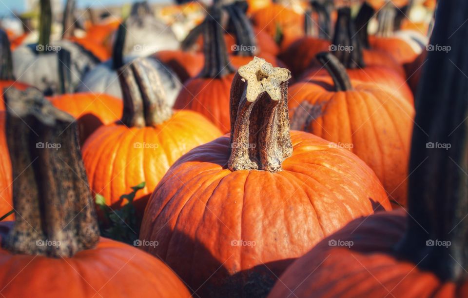 marching pumpkin