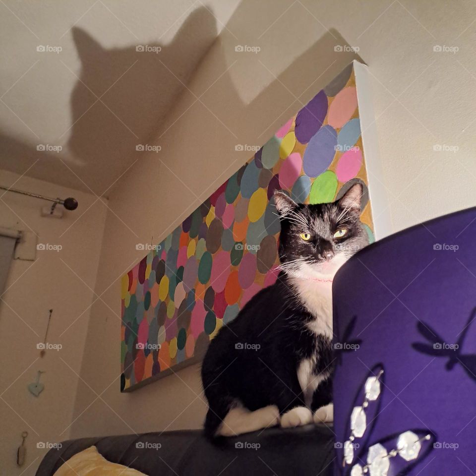 cat and shadowover lamplightpcture on wall in bedroom