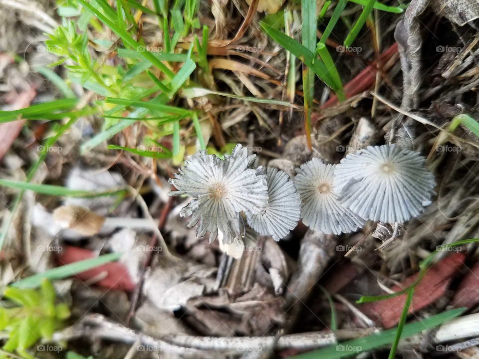 Taking a walk in the woods