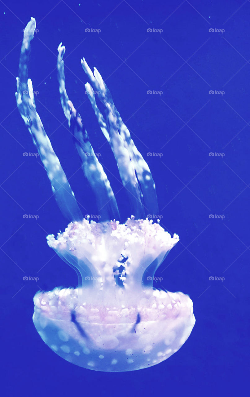 Canada Underwater pictures