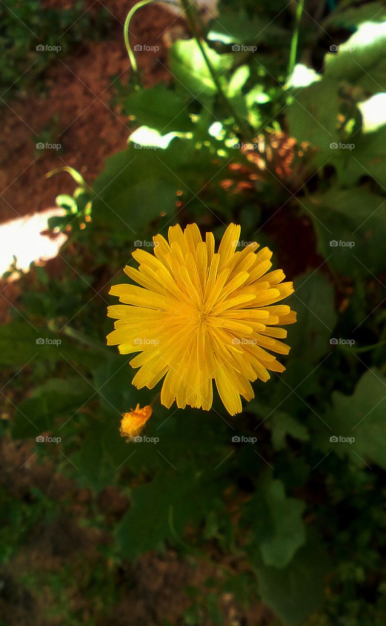 Yellow round delicate flower in garden