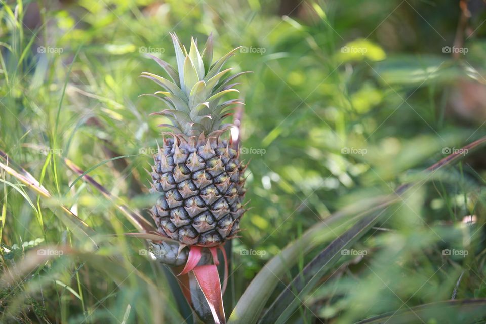 Baby pineapple! Lonely little guy in a field of grass 