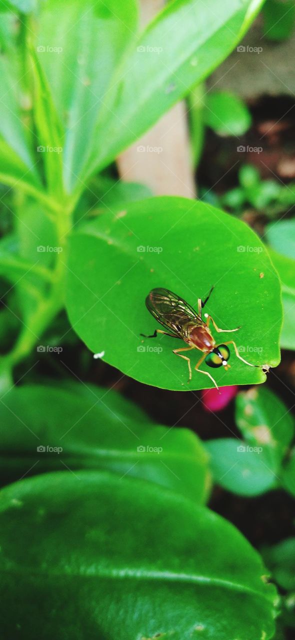 Ptecticus is an Old World genus of flies in the family Stratiomyidae. The ground colour of the body may be yellow, brown or black,