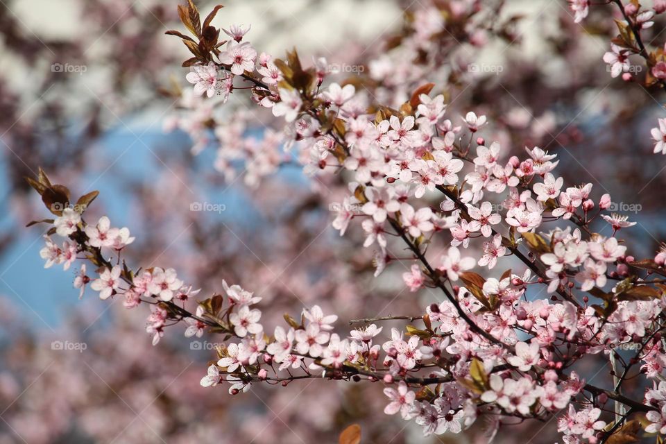 Spring flowers - red cherry bark tree