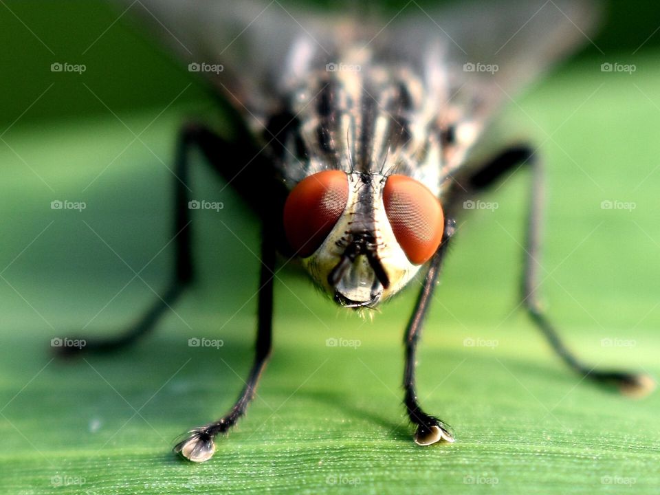 macro of fly