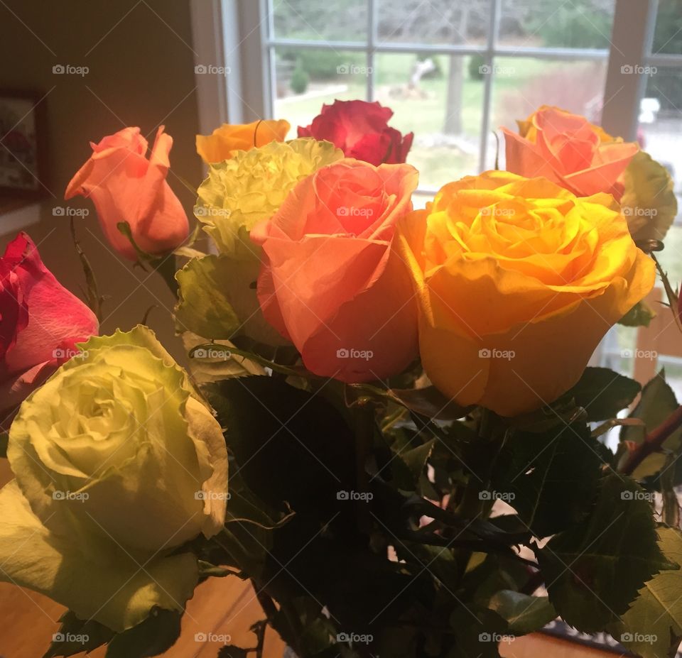 Rainbow Roses 