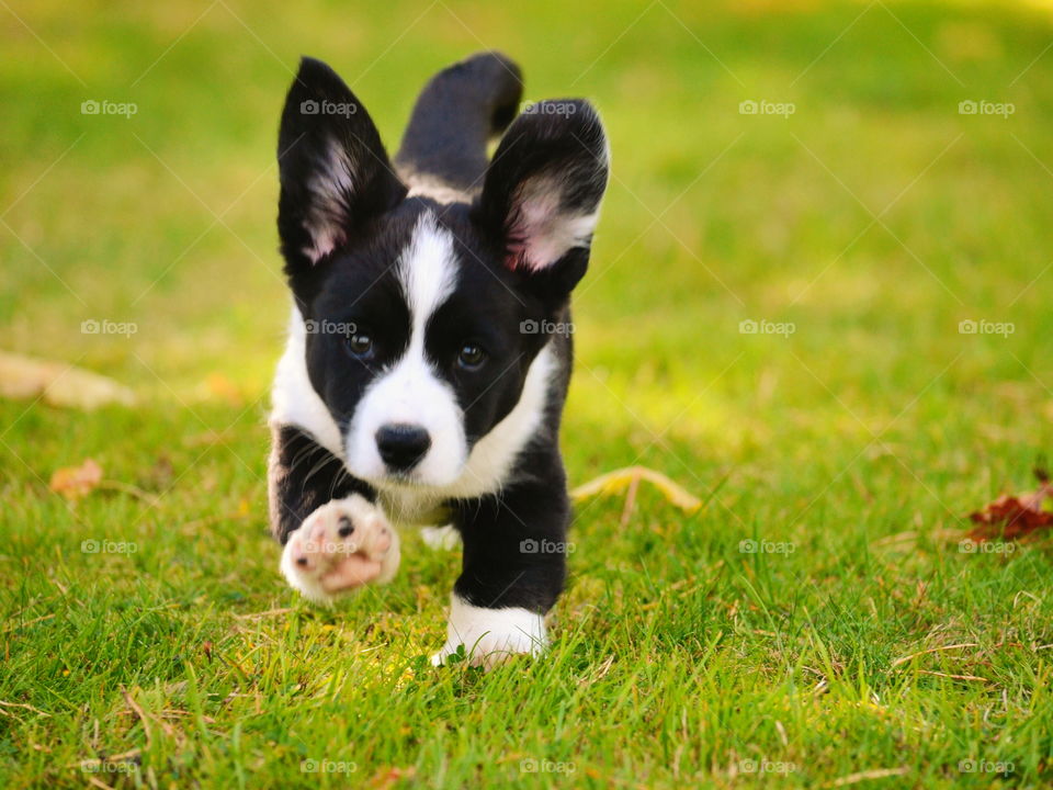 Cute puppy running on grassy field